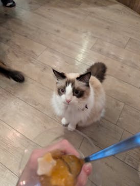 猫カフェモカ　池袋東口店に投稿された画像（2025/12/29）