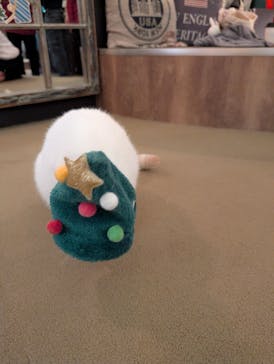 猫カフェモカ　池袋東口店に投稿された画像（2025/12/23）