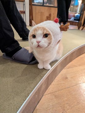 猫カフェモカ　池袋東口店に投稿された画像（2025/12/23）