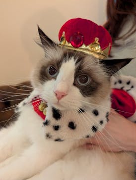 猫カフェモカ　池袋東口店に投稿された画像（2025/12/23）