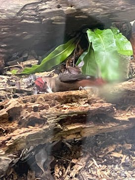 ネオパークオキナワに投稿された画像（2025/12/29）