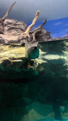 アクアワールド茨城県大洗水族館に投稿された画像（2025/12/29）