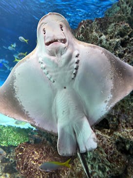 サンシャイン水族館に投稿された画像（2025/12/29）