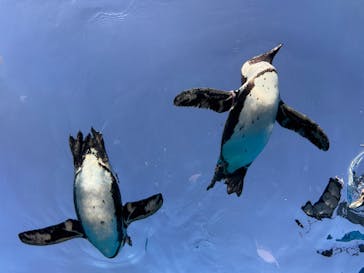 サンシャイン水族館に投稿された画像（2025/12/29）