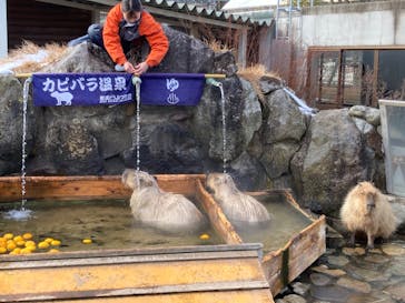 那須どうぶつ王国に投稿された画像（2025/12/29）