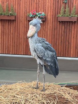 掛川花鳥園に投稿された画像（2025/12/29）