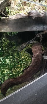 京都水族館に投稿された画像（2025/12/29）