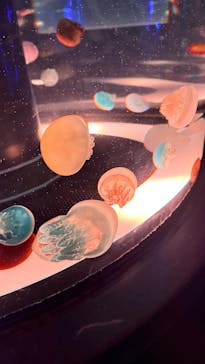 マクセル アクアパーク品川に投稿された画像（2025/12/29）