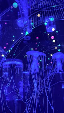 マクセル アクアパーク品川に投稿された画像（2025/12/29）