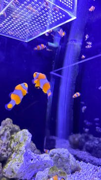 マクセル アクアパーク品川に投稿された画像（2025/12/29）