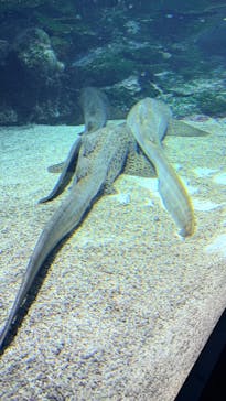 マクセル アクアパーク品川に投稿された画像（2025/12/29）