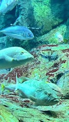 大分マリーンパレス水族館 「うみたまご」に投稿された画像（2025/12/29）