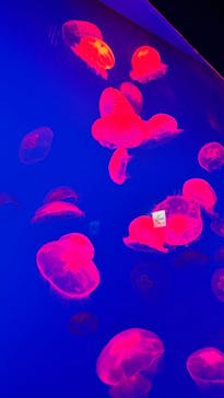 大分マリーンパレス水族館 「うみたまご」に投稿された画像（2025/12/29）