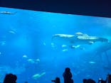 沖縄美ら海水族館に投稿された画像（2025/12/29）