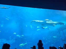 沖縄美ら海水族館に投稿された画像（2025/12/29）