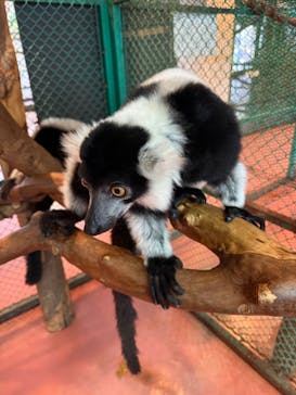 那須ワールドモンキーパークに投稿された画像（2025/12/29）