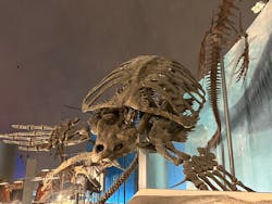 福井県立恐竜博物館に投稿された画像（2025/12/29）