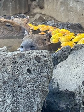 伊豆シャボテン動物公園に投稿された画像（2025/12/29）
