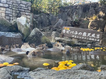 伊豆シャボテン動物公園に投稿された画像（2025/12/29）
