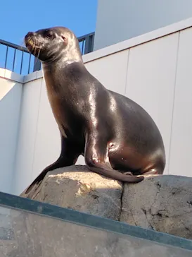 仙台うみの杜水族館に投稿された画像（2025/12/29）