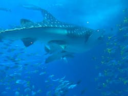 沖縄美ら海水族館に投稿された画像（2025/12/29）