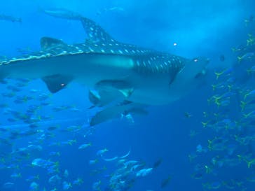 沖縄美ら海水族館に投稿された画像（2025/12/29）