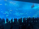 沖縄美ら海水族館に投稿された画像（2025/12/29）