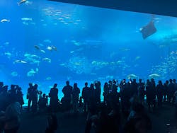 沖縄美ら海水族館に投稿された画像（2025/12/29）