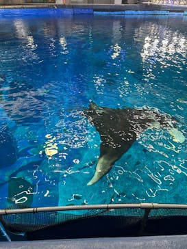 沖縄美ら海水族館（館内体験）に投稿された画像（2025/12/29）