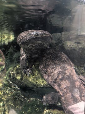 京都水族館に投稿された画像（2025/12/29）