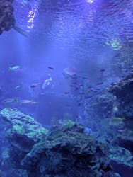 京都水族館に投稿された画像（2025/12/29）