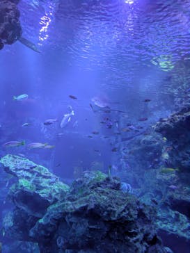 京都水族館に投稿された画像（2025/12/29）