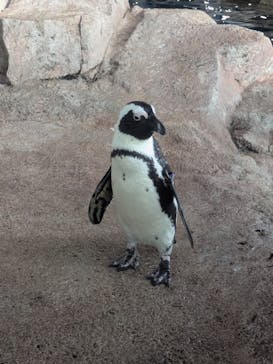 京都水族館に投稿された画像（2025/12/29）