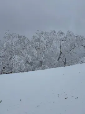 星野リゾート　トマムスキー場に投稿された画像（2025/12/29）