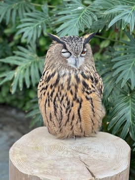 掛川花鳥園に投稿された画像（2025/12/29）