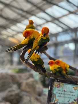 掛川花鳥園に投稿された画像（2025/12/29）