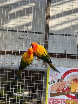 掛川花鳥園に投稿された画像（2025/12/29）