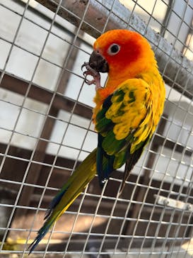 掛川花鳥園に投稿された画像（2025/12/29）