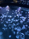 すみだ水族館に投稿された画像（2025/12/29）