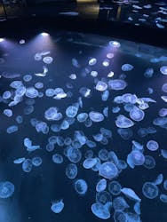 すみだ水族館に投稿された画像（2025/12/29）