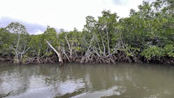 石垣島ドリーム観光に投稿された画像（2025/12/29）