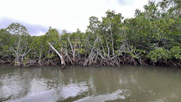 石垣島ドリーム観光に投稿された画像（2025/12/29）