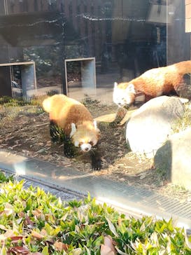 恩賜上野動物園に投稿された画像（2025/12/29）