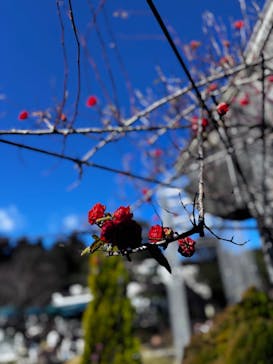 箱根ガラスの森美術館に投稿された画像（2025/12/29）
