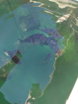 志摩市浜島磯体験施設 海ほおずきに投稿された画像（2025/12/29）