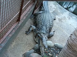 熱川バナナワニ園に投稿された画像（2025/12/29）