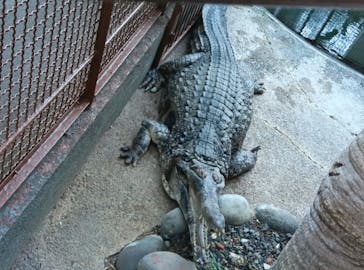 熱川バナナワニ園に投稿された画像（2025/12/29）