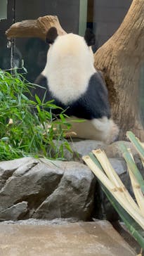 恩賜上野動物園に投稿された画像（2025/12/29）