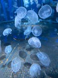 広島もとまち水族館に投稿された画像（2025/12/30）