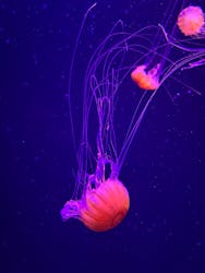 マリンワールド海の中道に投稿された画像（2025/12/30）